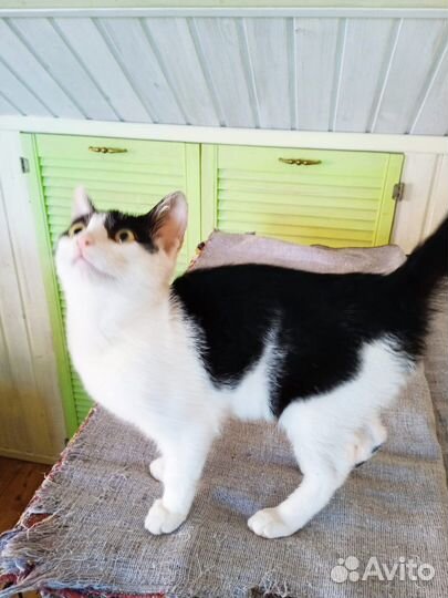 Невероятно ласковый котёнок мальчик 4 мес