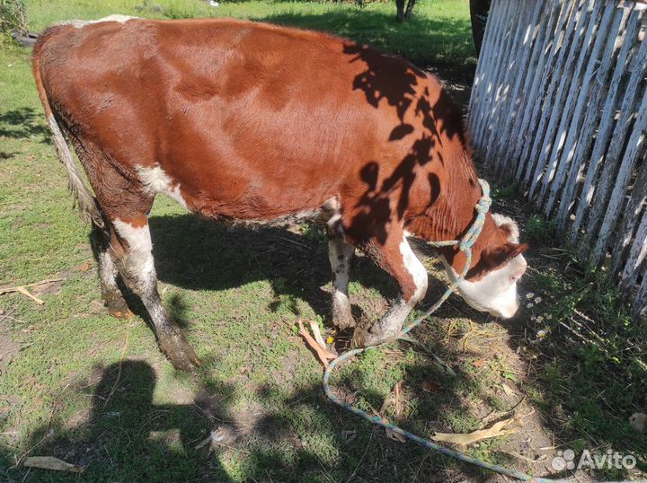 Продам тёлок