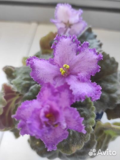 Сортовые фиалки