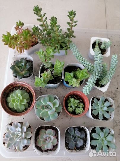 Суккуленты