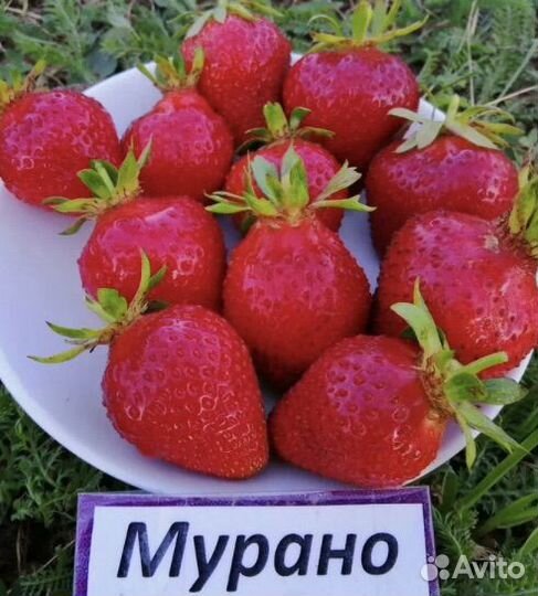 Клубника сорт Мурано (рассада)