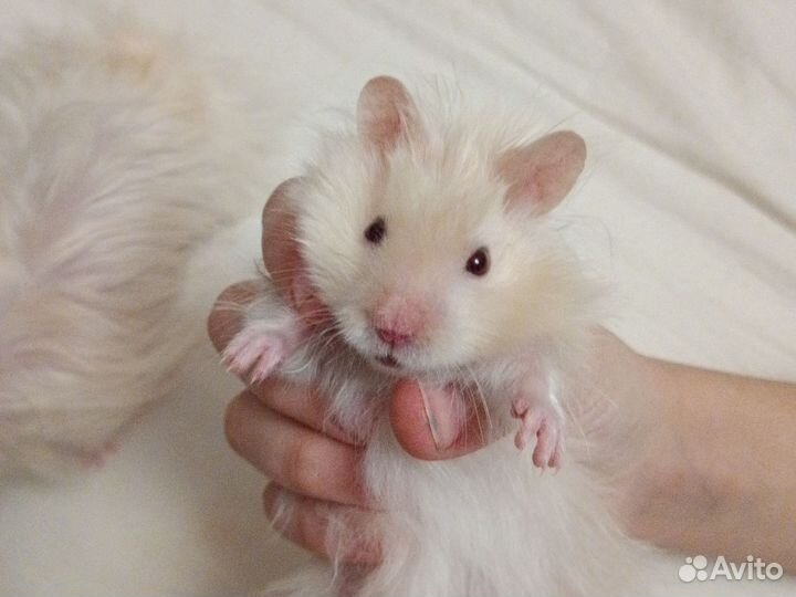 Сирийский хомяк