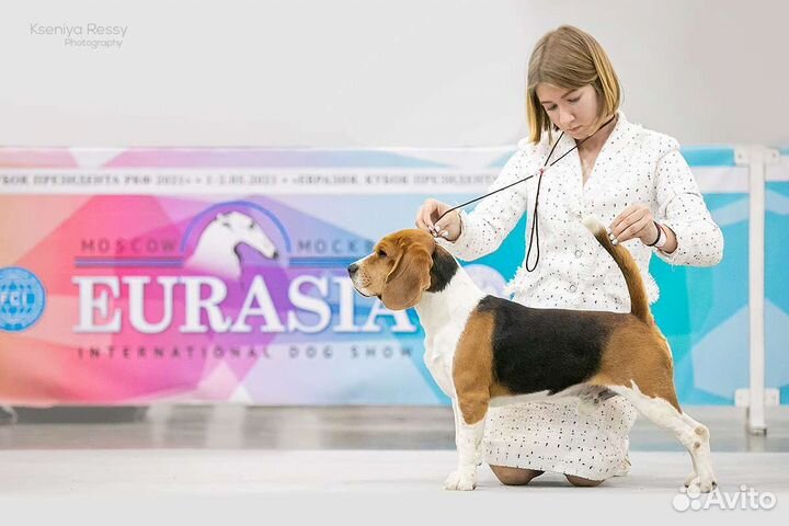 Бигль вязка