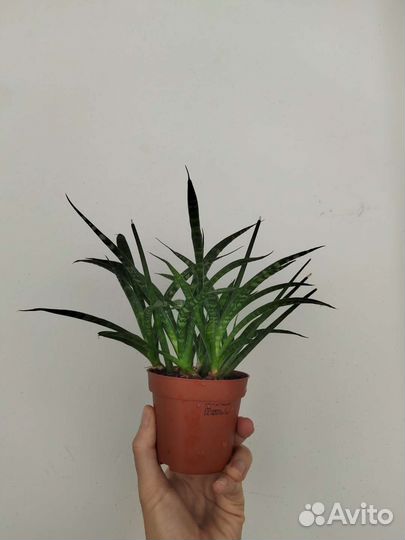 Сансевиерия / Сциндапсус Silver Ann