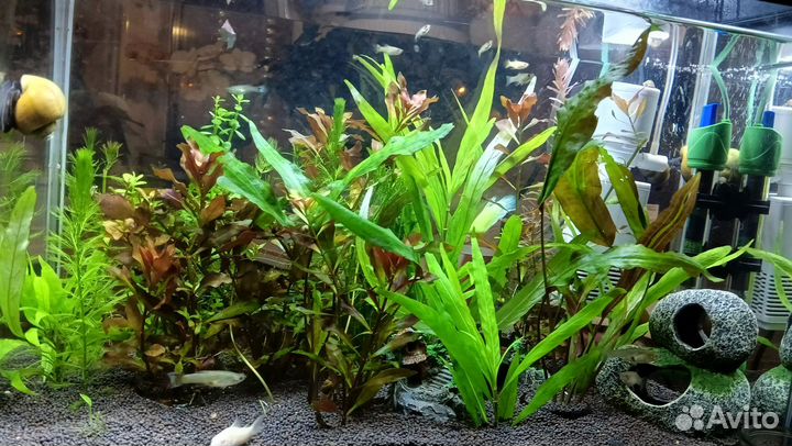 Растения для аквариума