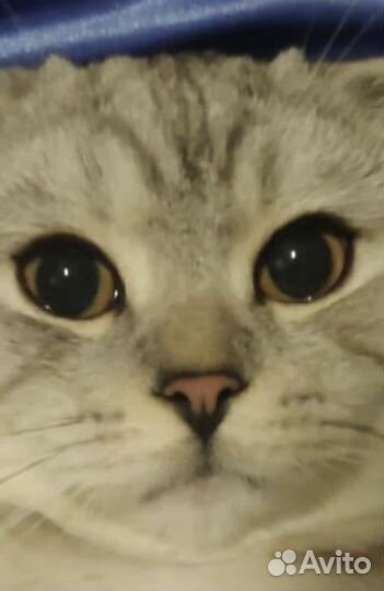 Шотландский вислоухий кот на вязку