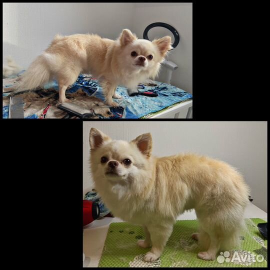 Грумер, стрижка собак. Выезд на дом