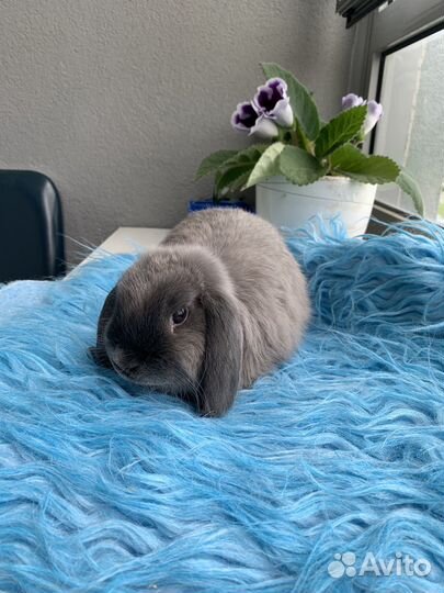 Карликовые вислоухие крольчата мардер голубой