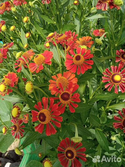 Садовые цветы