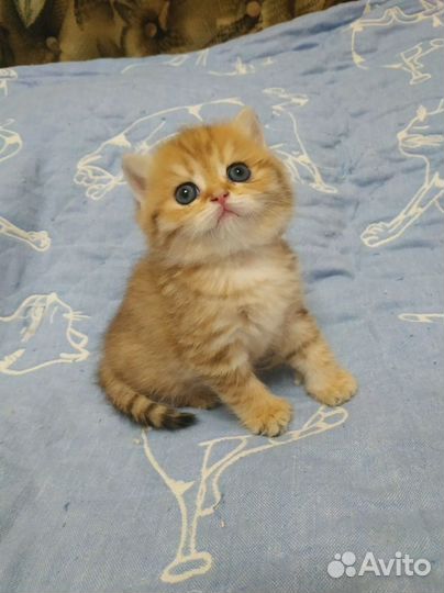 Шотландская золотая шиншилла