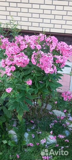 Многолетние неприхотливые садовые растения