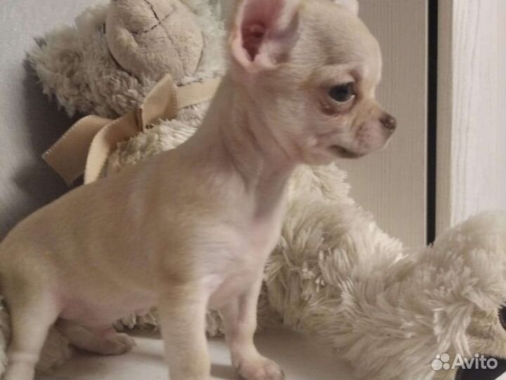 Чихуахуа щенки