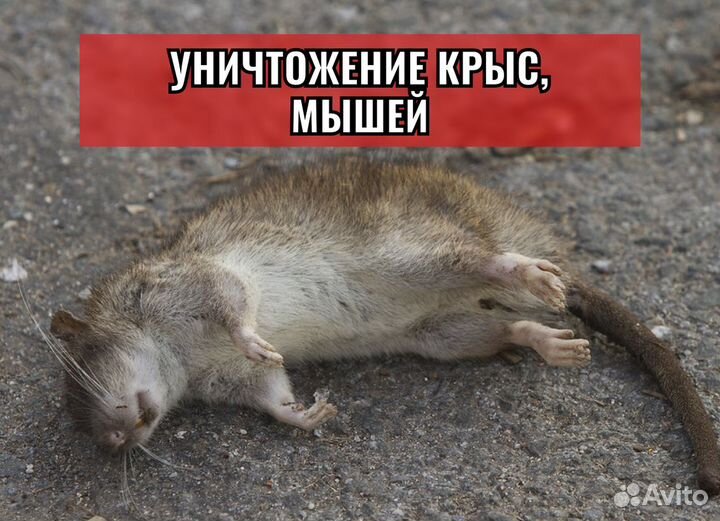 Уничтожение клопов, Травля тараканов, Дезинфекция