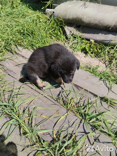 Отдам бесплатно щенки