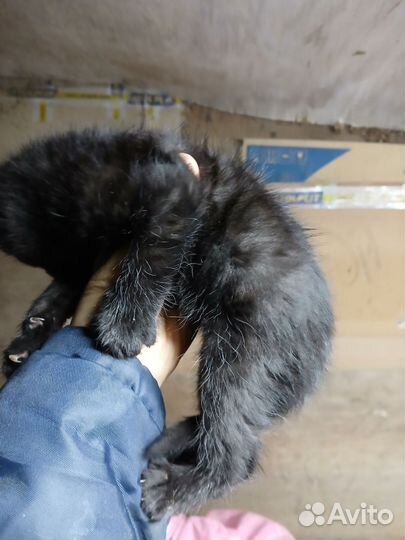 Домашние животные кошки