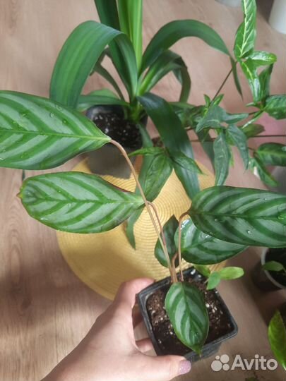 Комнатные цветы