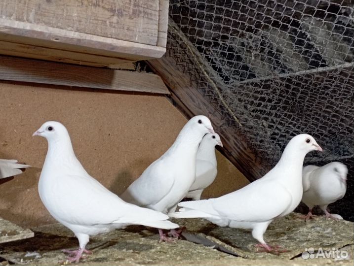 Голуби