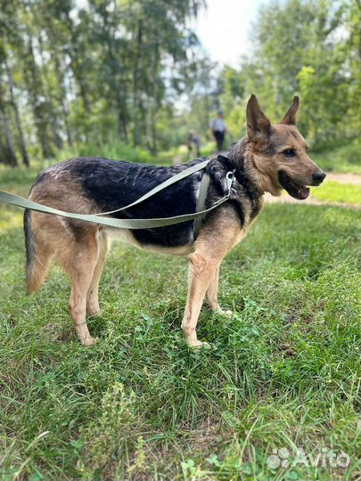 Чудесная собака из приюта