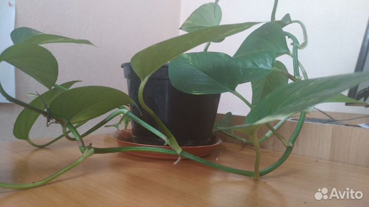 Эпипремнум