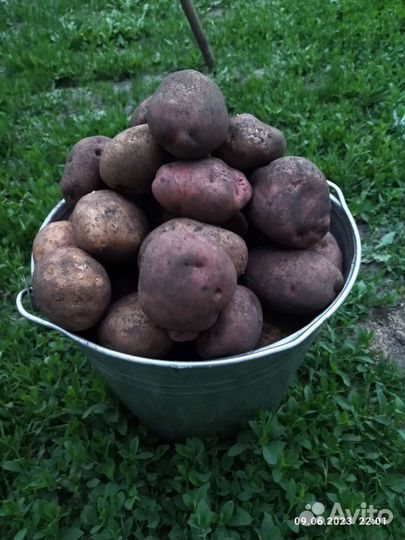 Продам картофель