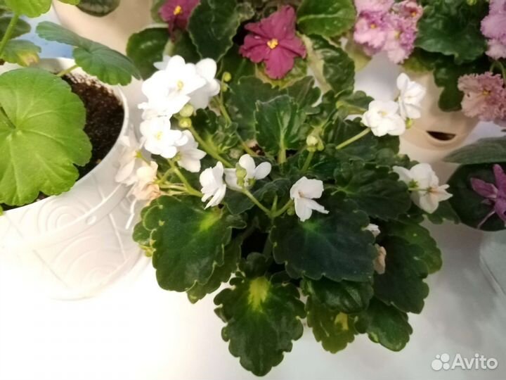 Листики фиалок, в ассортименте