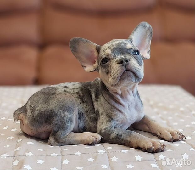 Французский бульдог мальчик