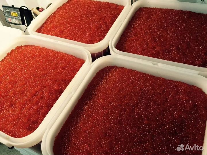 Красная икра горбуши оптом 2023