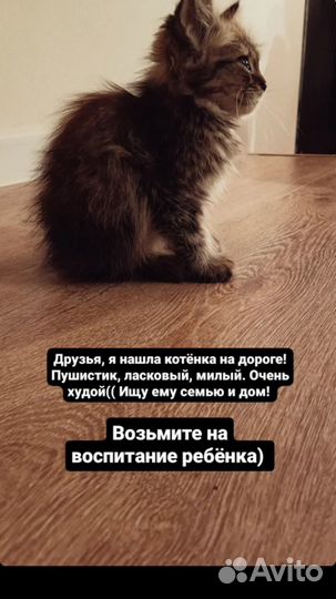 Пристрою котёнка