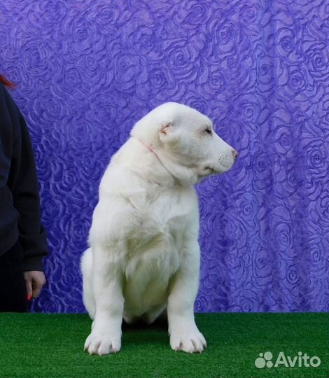 Белая красивая девочка