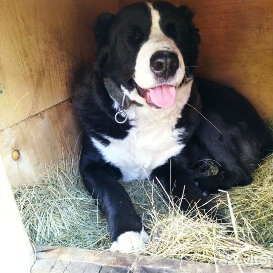 Среднеазиатская овчарка алабай