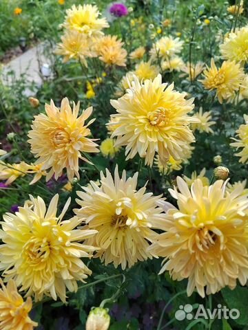 Хризантема кустовая и другое