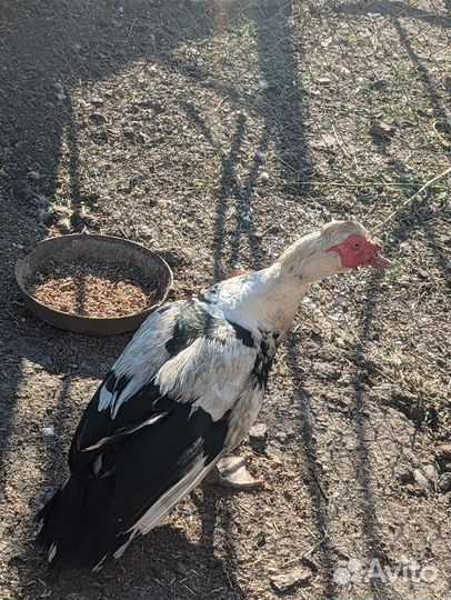 Индоутка мускусная утка