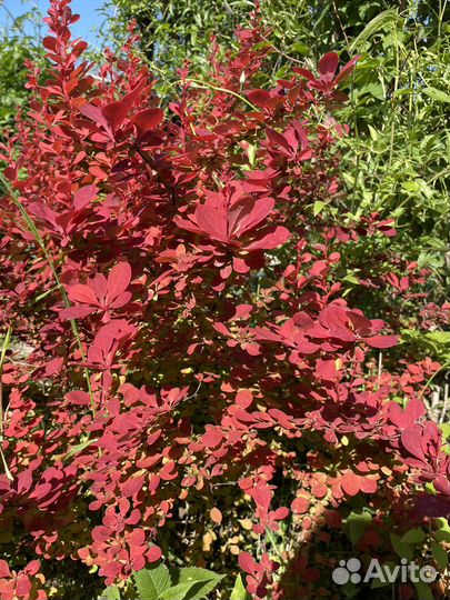 Цветы для улицы