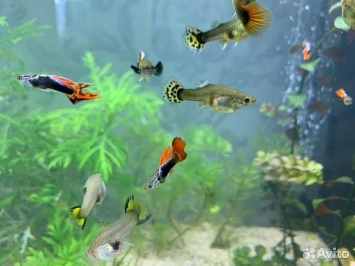 Аквариумные рыбки гуппи