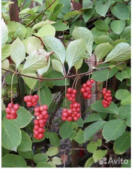 Саженцы лимонника китайского