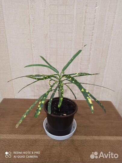 Кротон тонколистный редкий