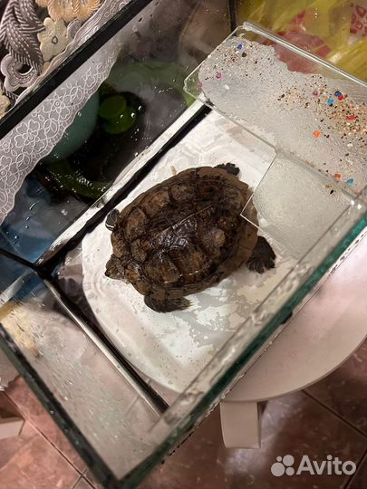 Черепаха с аквариумом