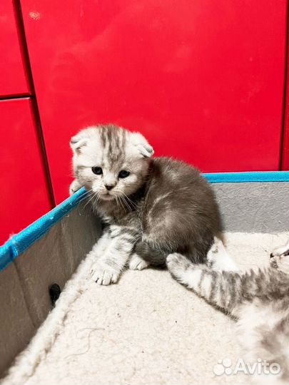 Шотландские шиншиллы котята