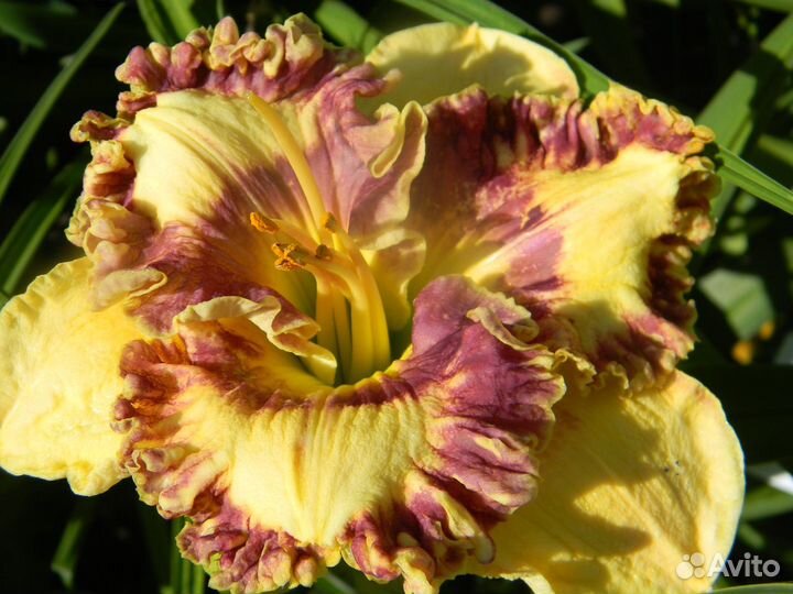 Многолетки для сада