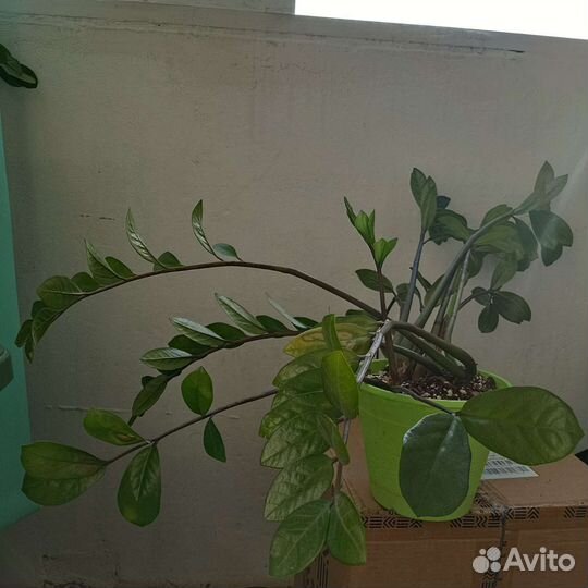 Замиокулькас