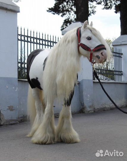 Жеребец тинкер