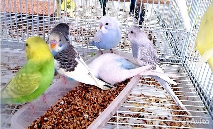 Попугай волнистый (птенцы)ручные