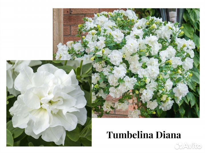 Петуния Предзаказ весна 2024