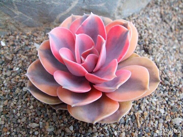 Оптовые совместные закупки суккулентов