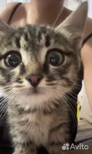 Котята