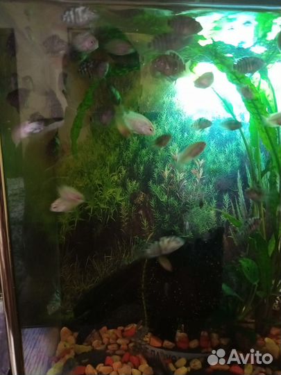 Аквариумные рыбки