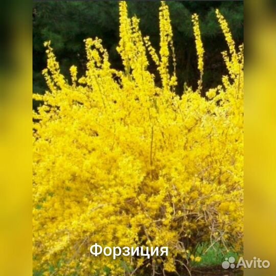 Саженцы для сада