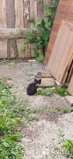 Котята в дар