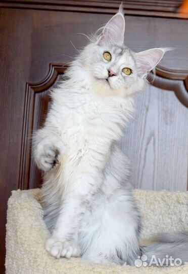 Полидактная серебряная девочка мейн кун