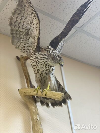 Чучело птицы